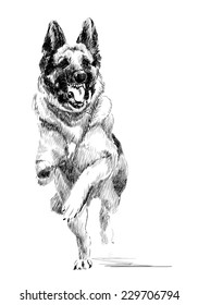 ink portrait of the  running german shepherd dog