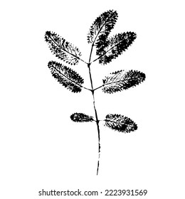 Ink print of the leaf texture of a herbaceous field plant. Nature element for the design isolated on a white background.