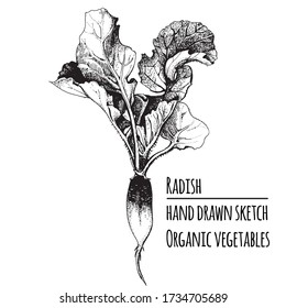 Dessin dessiné à la main par le Radisson d'encre.  Art gravé. Objets végétariens esquissés bio. Alimentation bio, éco-croquis. Noir monochrome élégant 