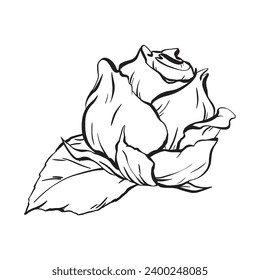 Ink: Refined and minimalist composition with a rose blossom and leaves. A fresh, open flower, an elegant adornment for celebrations. Hand-drawn boutonniere. Vector illustration in EPS 10