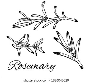 Ink Rosemary hand drawn set. Vintage botanical art. Medical herb and spice. Retro culinary sketch. Herbal vector illustration isolated on white background