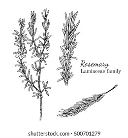 Ink rosemary herbal illustration. Hand drawn botanical sketch style. Absolutely vector. Good for using in packaging - tea, condinent, oil etc - and other applications