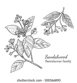 Sandalwood Drawing High Res Stock Images Shutterstock