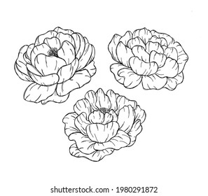Ink set of large rosebuds