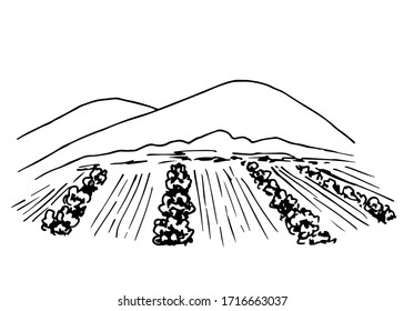 406 Vineyard Landscape Black White Sketch Images, Stock Photos ...