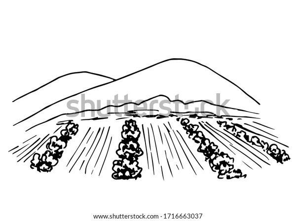 406 Vineyard Landscape Black White Sketch Images, Stock Photos ...