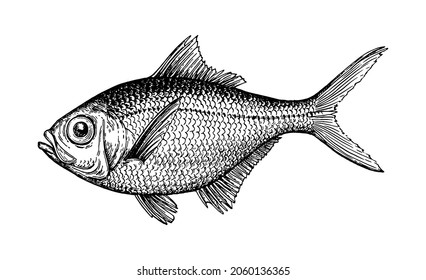 Ink sketch of alfonsino. Hand drawn vector illustration of fish isolated on white background. Retro style.