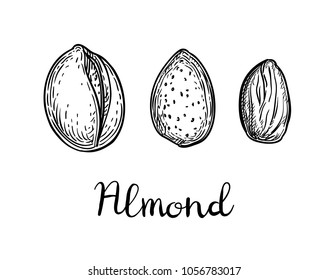 Ink sketch of almond. Hand drawn vector illustration. Isolated on white background. Retro style.