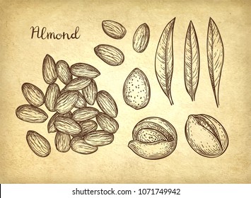 Ink Sketch Of Almond. Hand Drawn Vector Illustration On Old Paper Background. Retro Style.