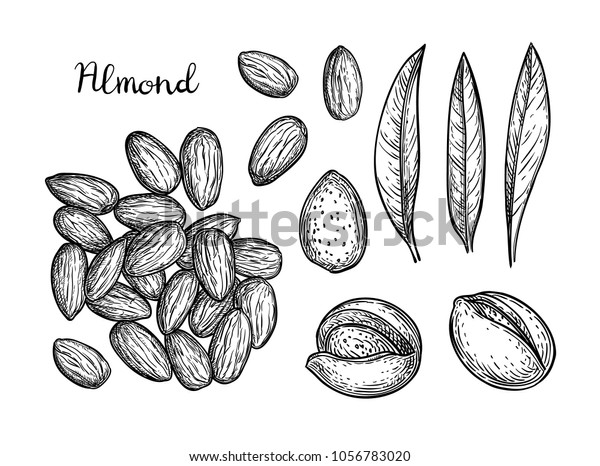 Ink Sketch Almond Hand Drawn Vector Stock Vector Royalty Free 1056783020