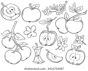 Ink sketch apples set, vector illustration