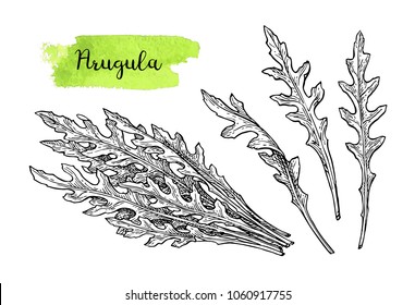 Ink sketch of arugula. Isolated on white background. Hand drawn vector illustration. Retro style.