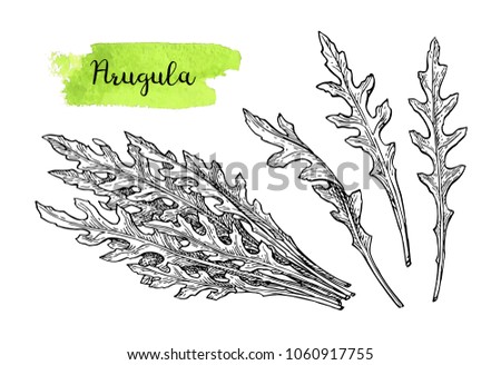 Ink sketch of arugula. Isolated on white background. Hand drawn vector illustration. Retro style. [[stock_photo]] © 