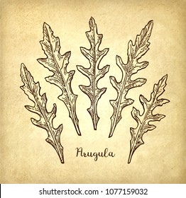 Ink sketch of arugula on old paper background. Hand drawn vector illustration. Retro style.