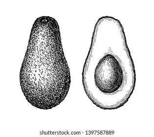 Ink sketch of avocado isolated on white background. Hand drawn vector illustration. Retro style. 