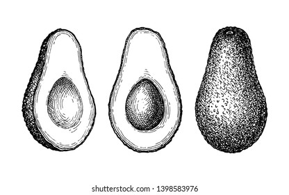 Ink sketch of avocado isolated on white background. Hand drawn vector illustration. Retro style.