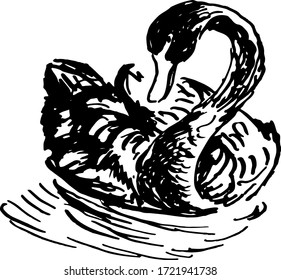 ink sketch of black swan hand drawn
