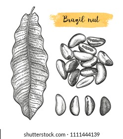 Ink sketch of Brazil nut. Hand drawn vector illustration. Isolated on white background. Retro style.