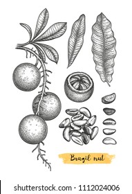 Ink sketch of Brazil nut. Hand drawn vector illustration. Isolated on white background. Retro style.