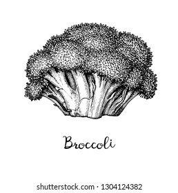 Ink sketch of broccoli isolated on white background. Hand drawn vector illustration. Retro style