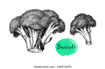 Ink sketch of broccoli isolated on white background. Hand drawn vector illustration. Retro style