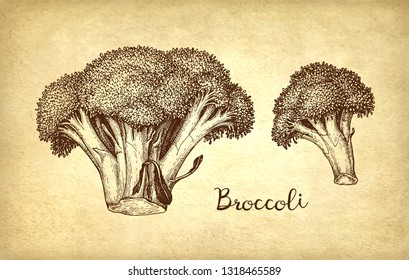 Ink sketch of broccoli on old paper background. Hand drawn vector illustration. Retro style.