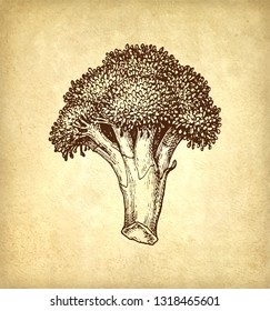 Ink sketch of broccoli on old paper background. Hand drawn vector illustration. Retro style.