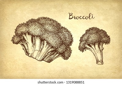 Ink sketch of broccoli on old paper background. Hand drawn vector illustration. Retro style.