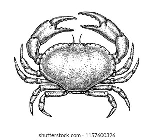 Ink sketch of brown crab isolated on white background. Hand drawn vector illustration of cancer pagurus. Retro style.