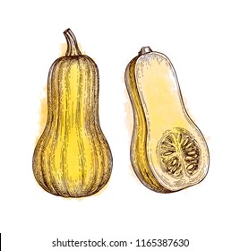 Ink sketch of butternut squash isolated on white background. Hand drawn watercolor vector illustration. Retro style.
