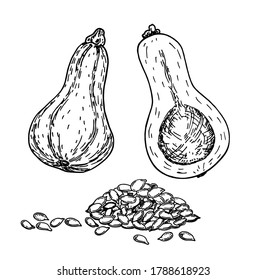 Ink sketch of butternut squash isolated on white background. Pumpkin seeds, whole pumpkin and half. Hand drawn vector illustration. Retro style.