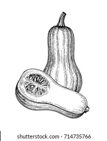 Ink sketch of butternut squash isolated on white background. Hand drawn vector illustration. Retro style.