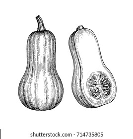 Ink sketch of butternut squash isolated on white background. Hand drawn vector illustration. Retro style.