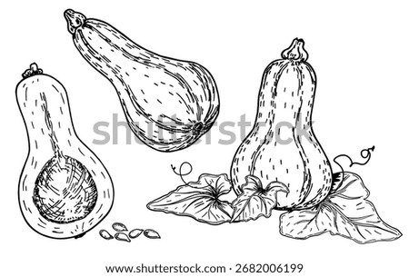 Ink sketch of butternut squash isolated on white background. Pumpkin seeds, whole pumpkin and half. Cucurbita moschata Vegetable. Hand drawn vector illustration. Retro style.