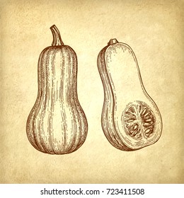 Ink sketch of butternut squash on old paper background. Hand drawn vector illustration. Retro style.