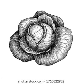 Ink sketch of cabbage isolated on white background. Hand drawn vector illustration. Retro style.