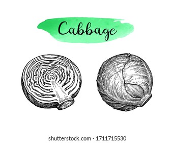 Ink sketch of cabbage isolated on white background. Hand drawn vector illustration. Retro style.