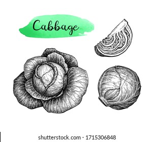 Ink sketch of cabbage isolated on white background. Hand drawn vector illustration. Retro style.