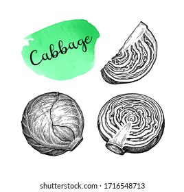 Ink sketch of cabbage isolated on white background. Hand drawn vector illustration. Retro style.