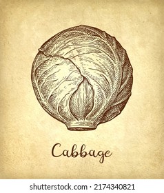 Ink sketch of cabbage on old paper background. Hand drawn vector illustration. Vintage style stroke drawing.