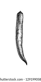 Ink sketch of chile pepper isolated on white background. Hand drawn vector illustration. Retro style