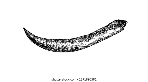 Ink sketch of chile pepper isolated on white background. Hand drawn vector illustration. Retro style