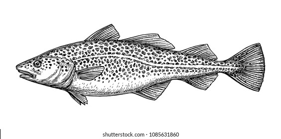 Ink sketch of cod fish. Hand drawn vector illustration isolated on white background. Retro style.