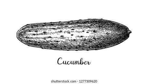 Ink sketch of cucumber isolated on white background. Hand drawn vector illustration. Retro style.