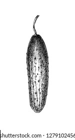Ink sketch of cucumber isolated on white background. Hand drawn vector illustration. Retro style.