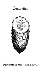 Ink sketch of cucumber isolated on white background. Hand drawn vector illustration. Retro style.