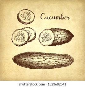 Ink sketch of cucumber on old paper background. Hand drawn vector illustration. Retro style. 