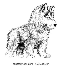 Ink sketch of the Dog Husky. Vector illustration. Cute Dog puppy stands and frowns.