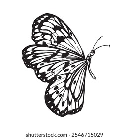 Ink sketch drawing of Butterfly decorative element for birthdays, greetings, Thank you cards, weddings, invitations, fashion, Beauty, and Tattoo usage.