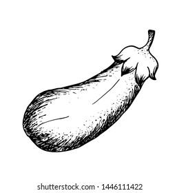 Ink sketch of eggplant isolated on white background. Hand drawn vector illustration. Retro style